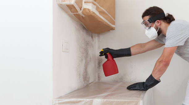 Professional Attic Mold Remediation technician working in Annandale, MN