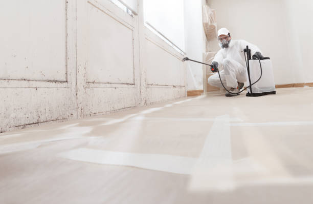 24/7 Emergency Attic Mold Remediation experts in Annandale, MN