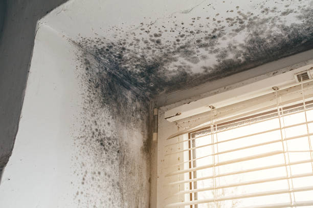 Affordable Attic Mold Remediation solutions in Annandale, MN
