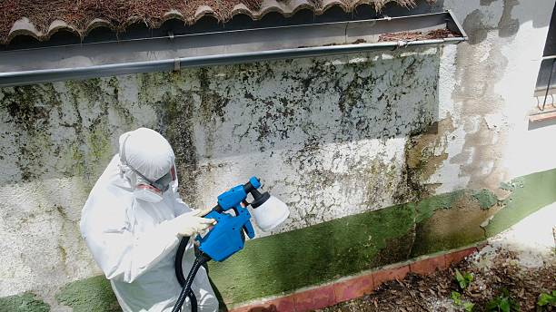 Top rated local Attic Mold Remediation specialists in Annandale, MN